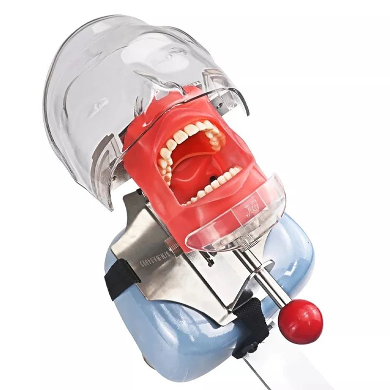 Simple Dental Training Model Dental Phantom Head Dummy Simulation Unit Transparent 1 Piece Silicon Clinic 7 Days After Payment