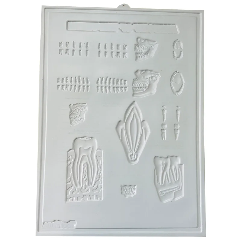 Medicine adverting custom medical charts 3d embossed dental medical poster tooth anatomical model