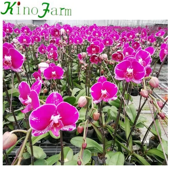 
Young Plant Phalaenopsis 