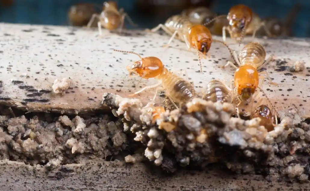 Termites-1030x634.jpg