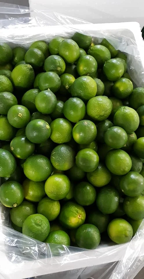 2022 Wholesale Fresh lemon/Fresh Green Seedless Lime and High Juicy Fresh Lime Seedless Origin Vietnam with Packing Box