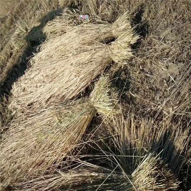 Self power high efficiency rice reaper binder machine