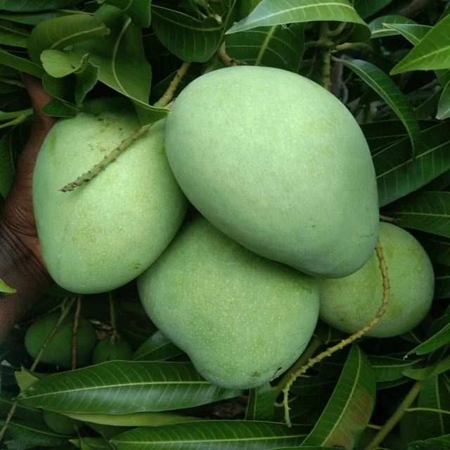 Манго Свежий манго