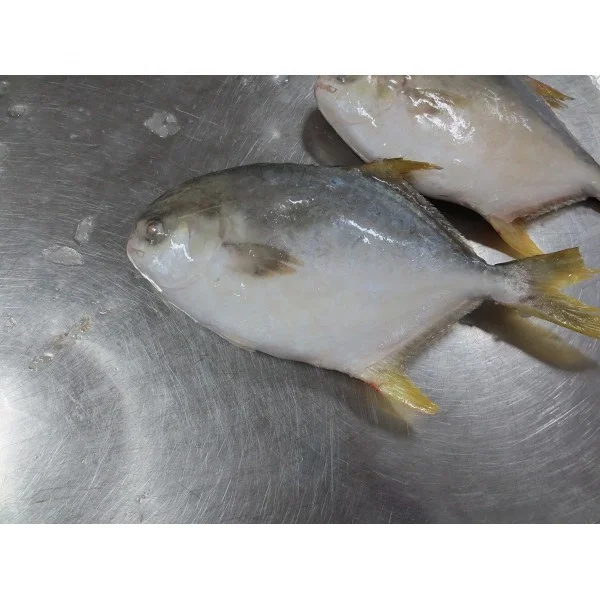Frozen Farm Golden Pomfret /Golden Fish