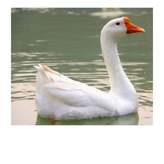 Высокое качество, дешевая оптовая продажа, такой мягкий белый утиный пух и перо для наполнения подушек