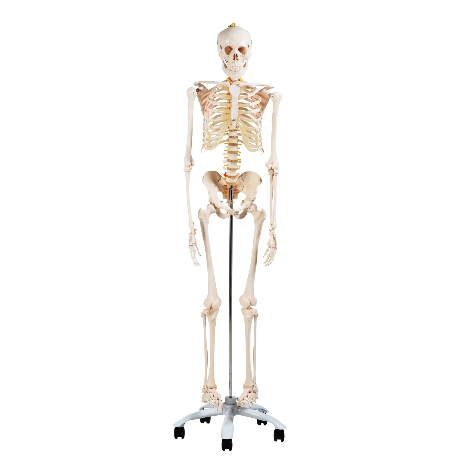 
CBM-001A 180cm Human Skeleton Model , Educational Anatomical Medcial Model 