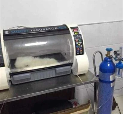 Veterinary China Cheap Dog Pet Icu Incubator Oxygen Supply Puppy Cabines for Pets