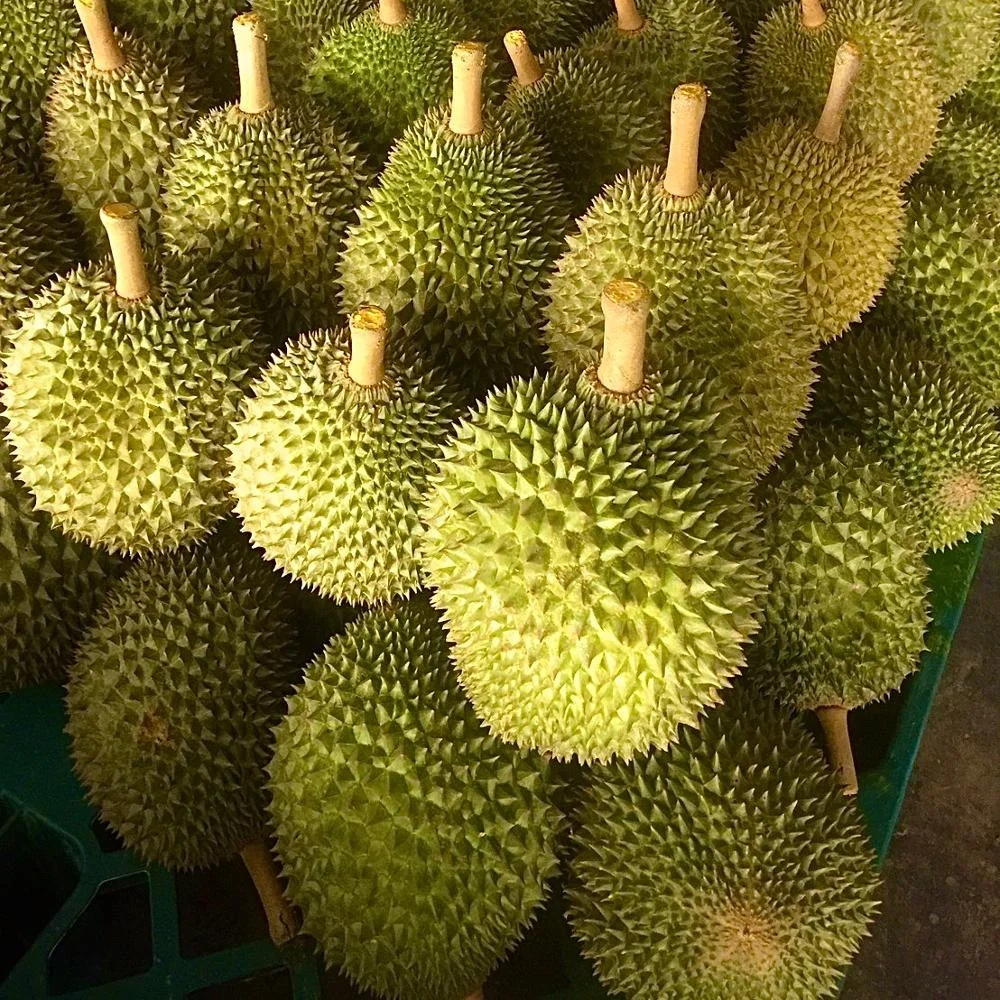 
Premium Quality Kan Yao from Thailand Fresh Durian Fruits Product 
