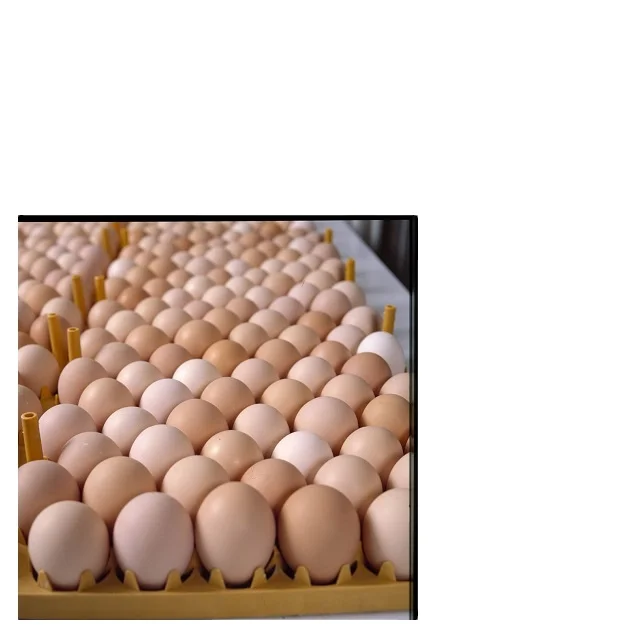 White fresh eggs.jpg