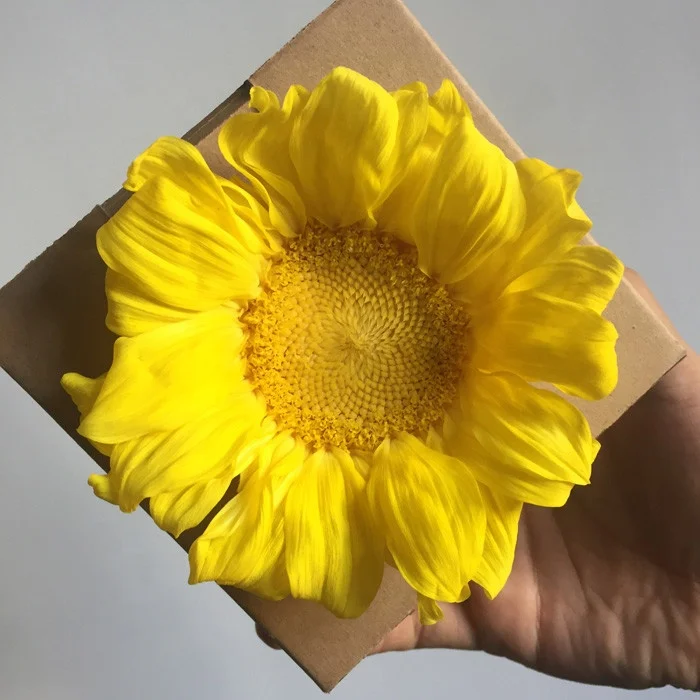 natural eternal sun flowers preserved sunflower for decoration