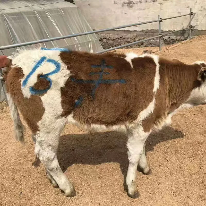 Veterinary Crayon Crayons Marking In Breeding