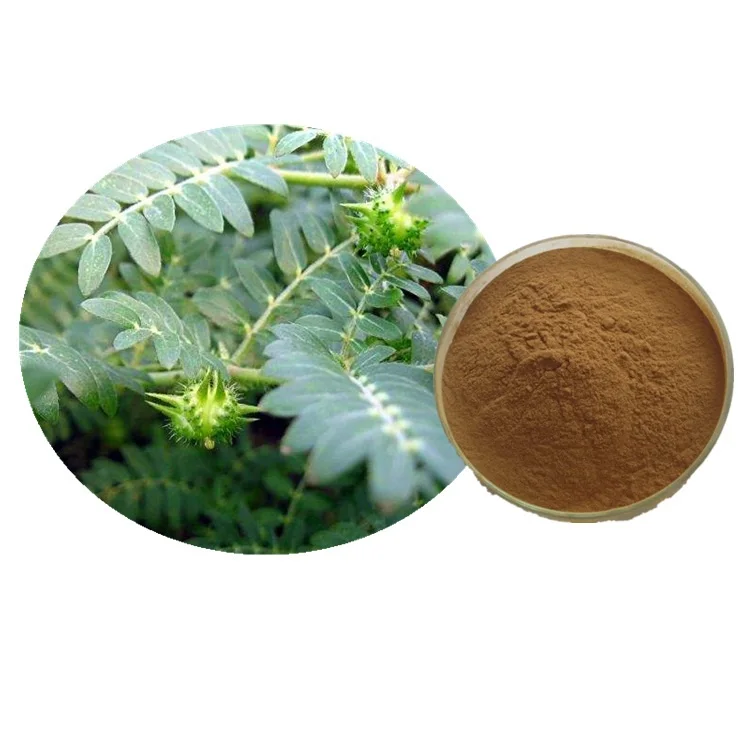 High Standard Herbal Enlarge Penis Tribulus Terrestris Extract Powder Tribulus Terrestris Extract Powder