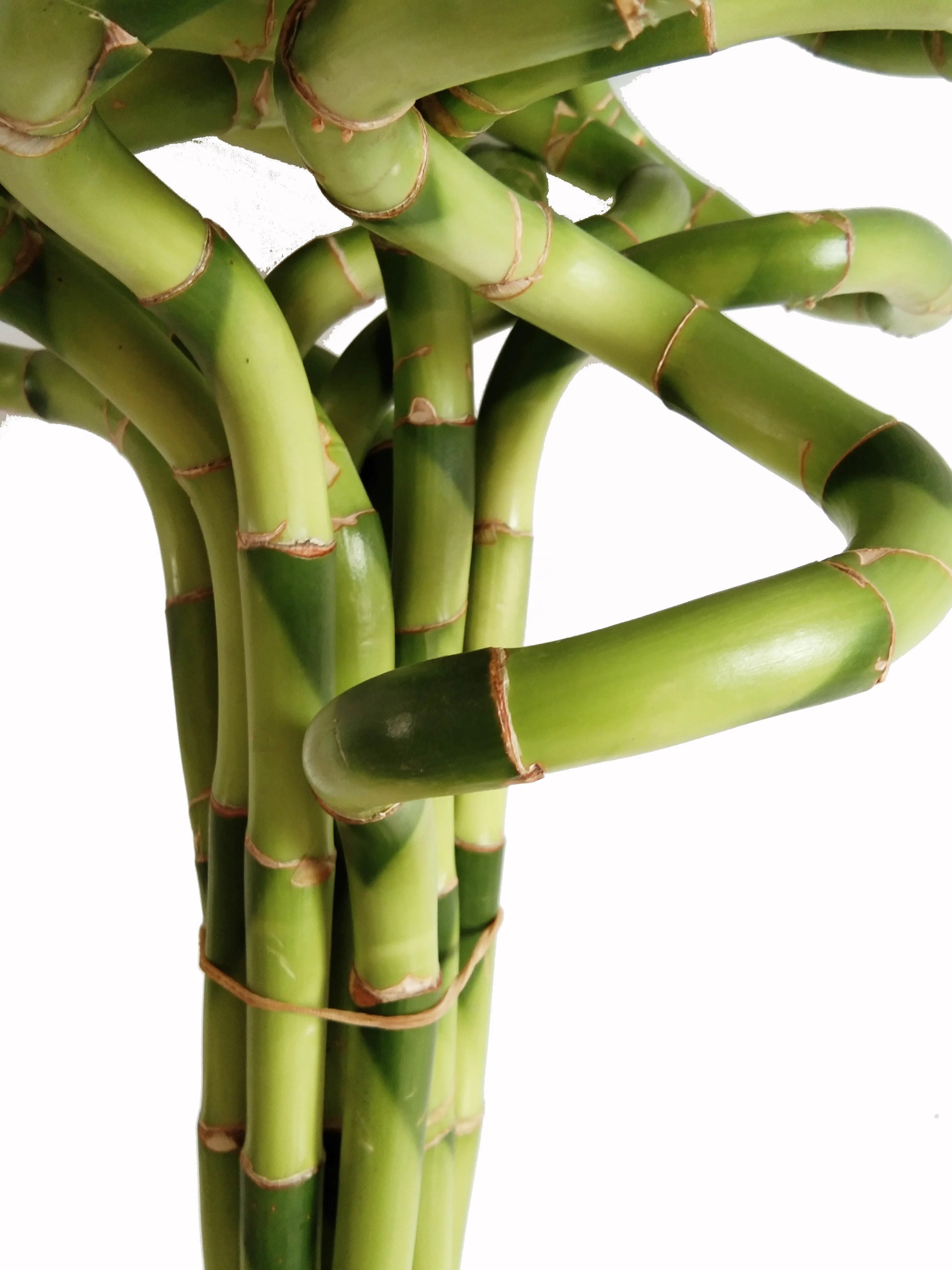 Зеленая спираль счастливое бамбуковое растение драцена сандриана хорошего качества Чжаньцзян