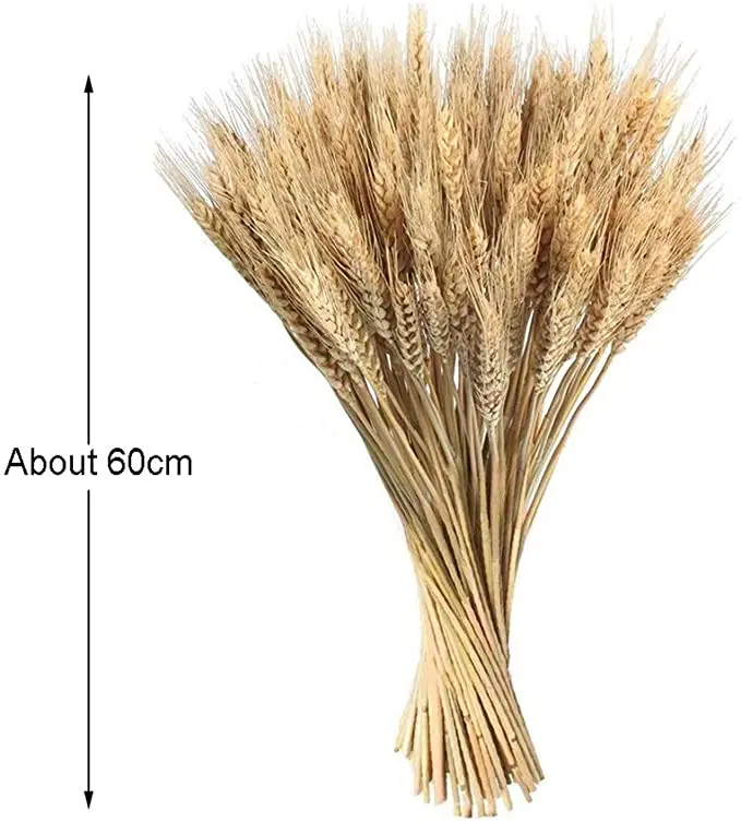 Wholesale Dried Wheat Sheaves wheat Stalks Natural Ear of Wheat Grain Flowers Dry Grass Bunch for Pampas grass Arrangements