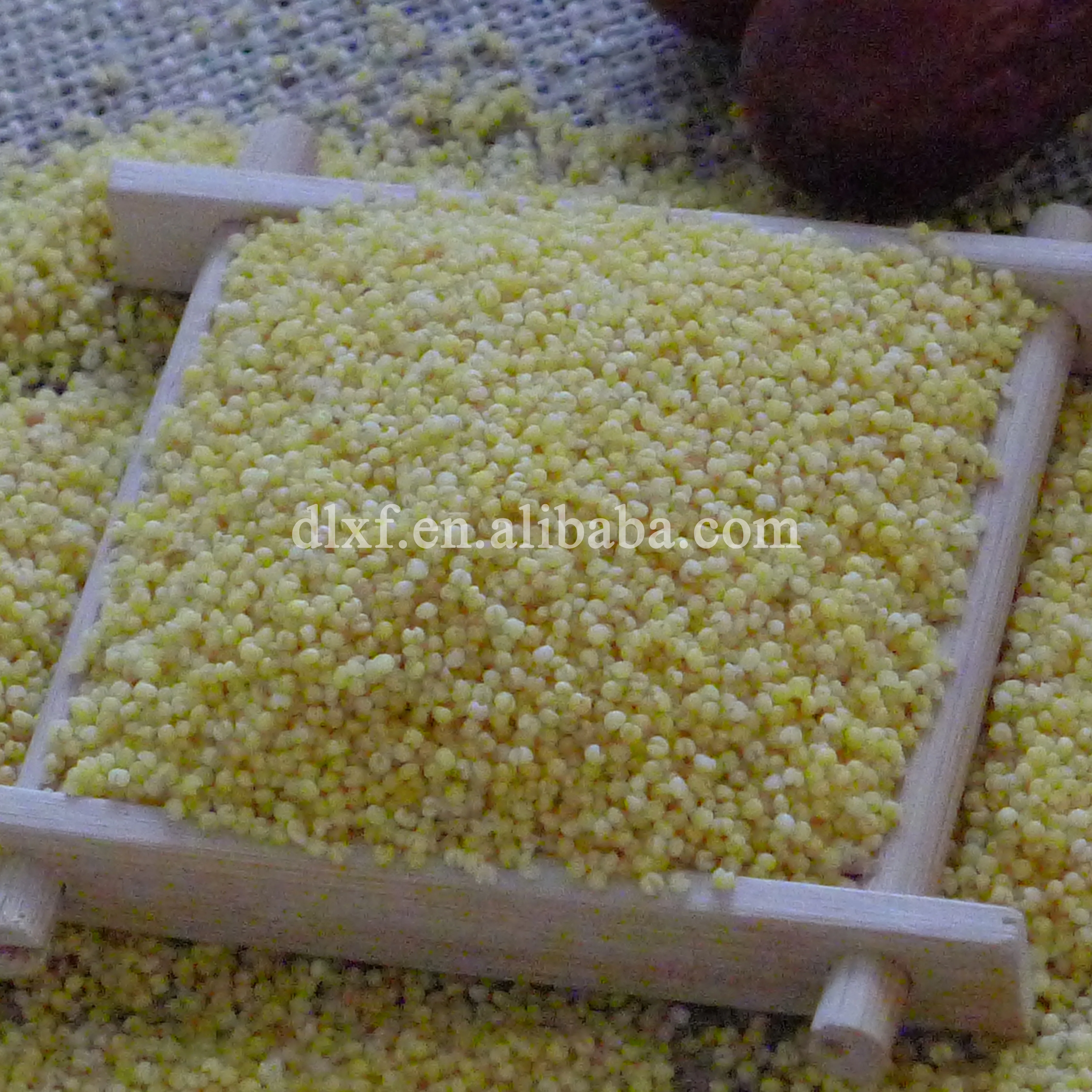 Wholesale High Quality yellow organic Millet