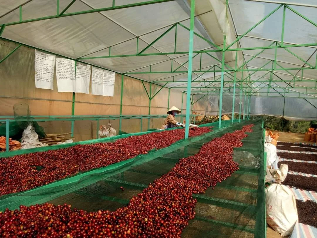 
Premium Arabica Coffee bean 