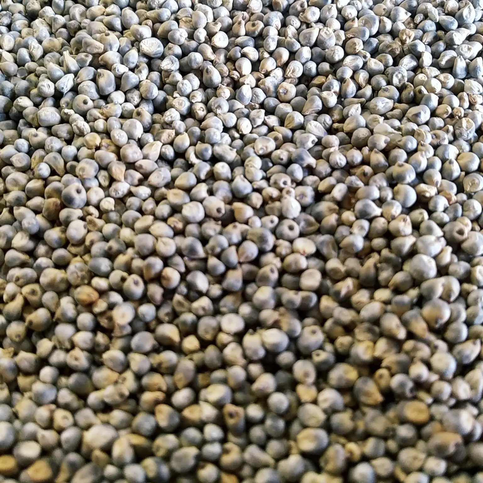 Indian Green Millet Seeds