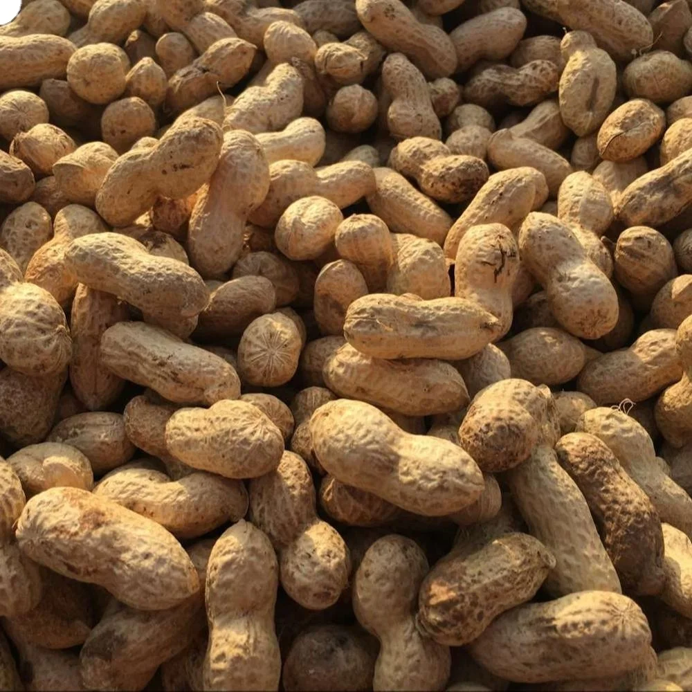 
chinese peanut snacks Roasted peanut in shell 