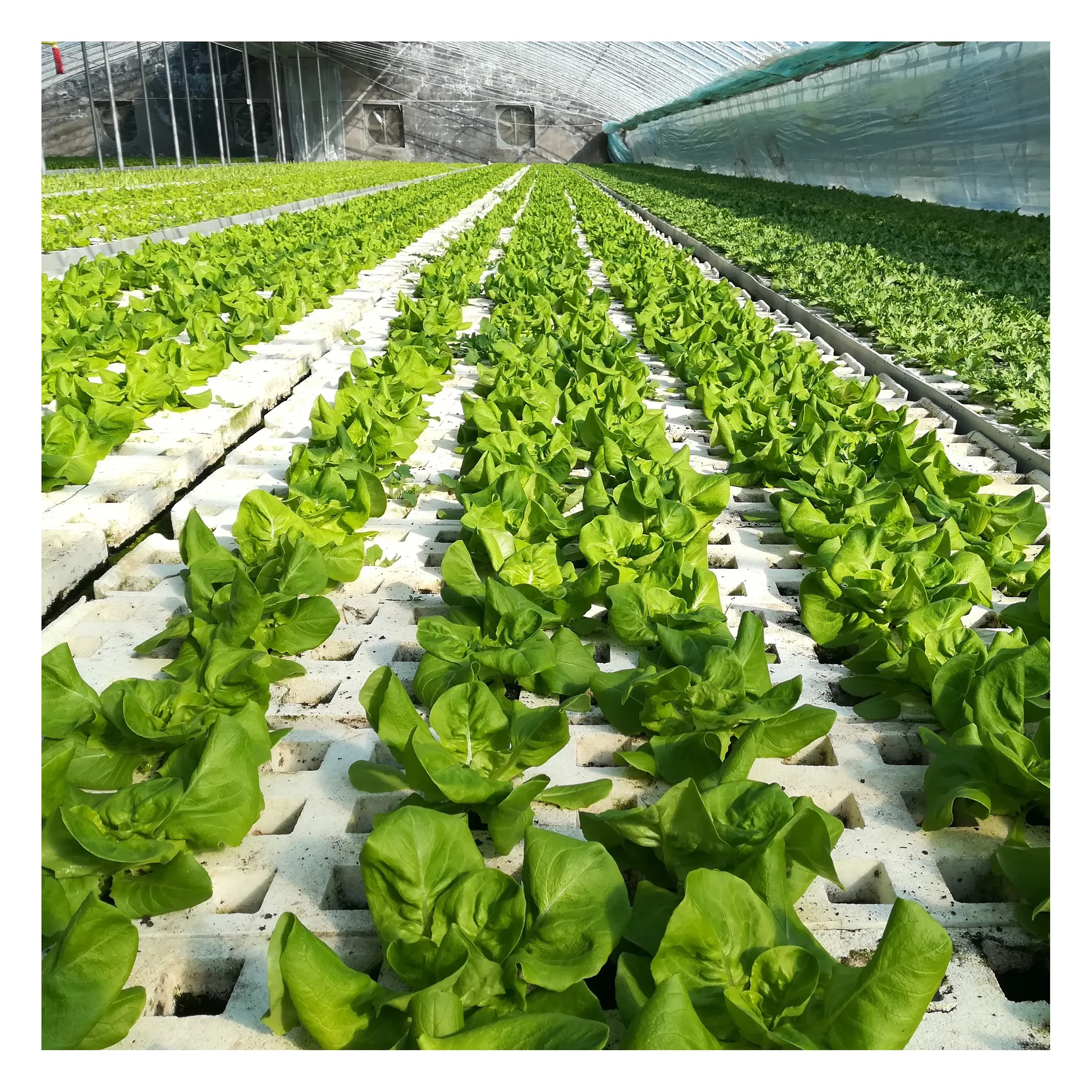 Customized Density 40kg / M3 Xps Floating Rafts Foam Board Hydroponic Dwc Aquaponics Growing System