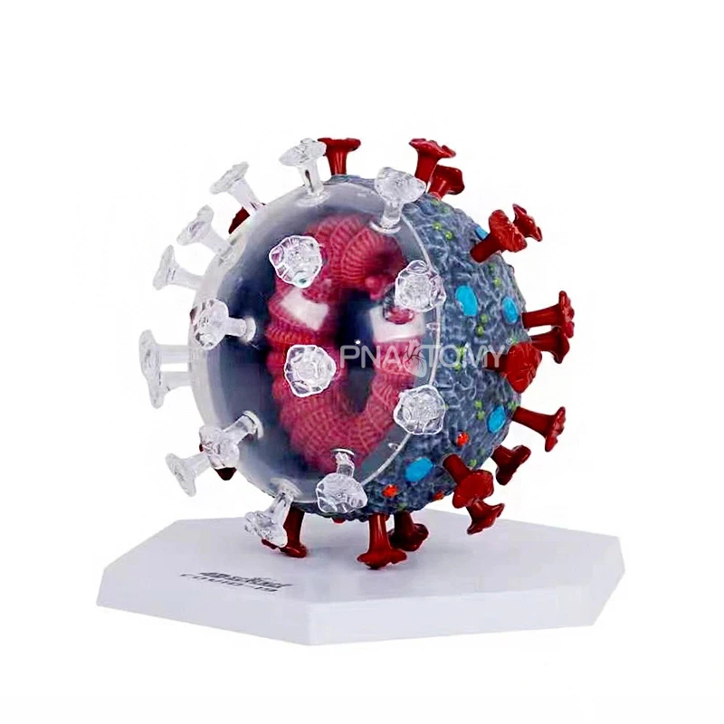 Virus model educational equipment virus anatomical model medical teaching tool detachable bacteria corona Medical Sciences
