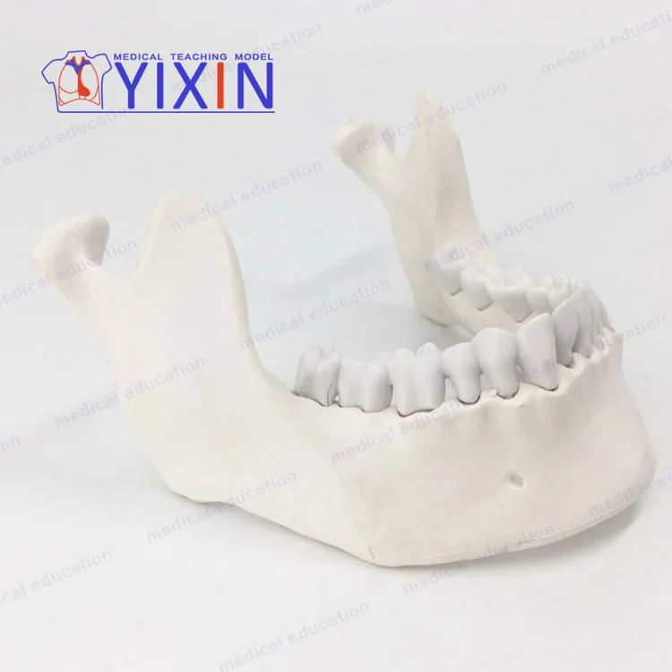 YIXIN/ Customizable lower jaw model with tooth for education training,dental tooth model