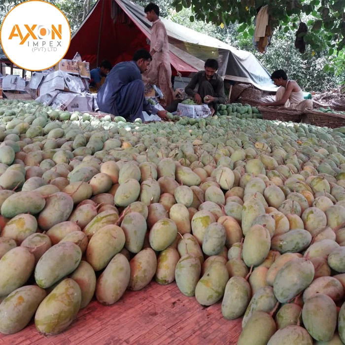 
Fresh From Pakistan Farm Honey Mango - Fresh Fruit 