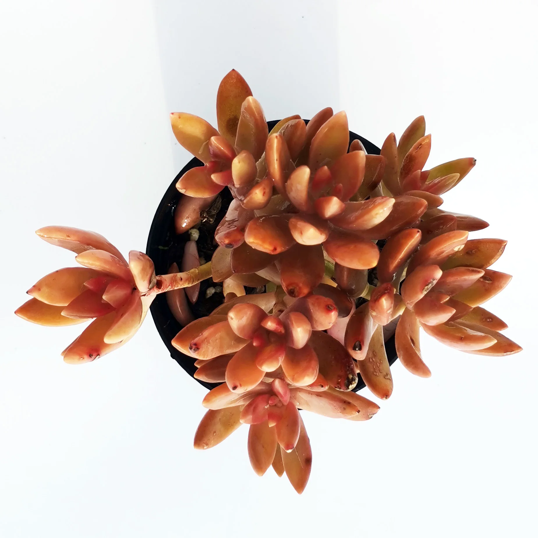 Amazing New Products Sedum Adolphi Live Fresh Succulent Plants for Interior Decoration