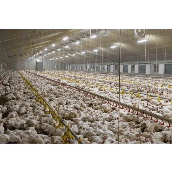 Boiler coop / chicken broiler house