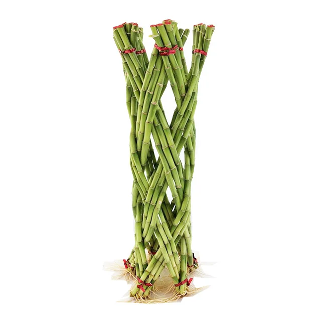 
Thailand Wholesale Fresh Braided Cutting Draceana Lucky bamboo 