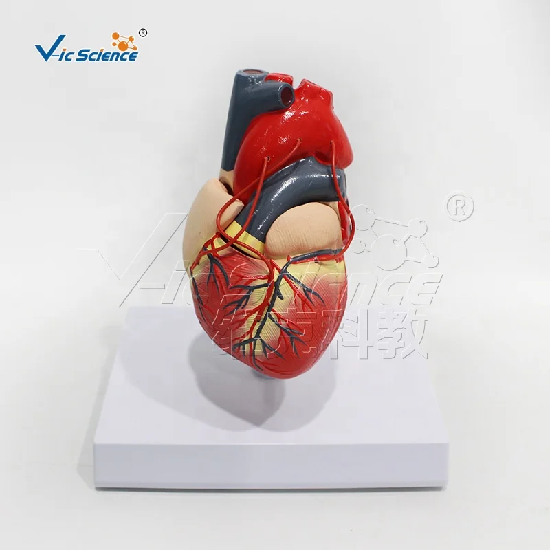 A heart bypass model 4d anatomical assembly model of human organs anatomical human model