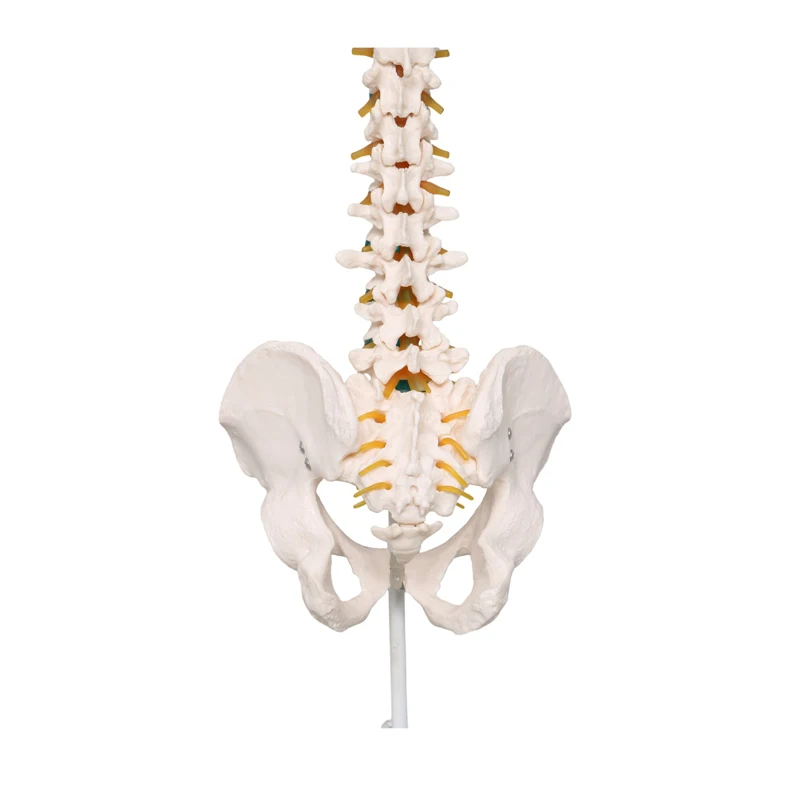 Production of PVC spine model vertebral column model/Medical science life size human spine anatomical model/medical spine model
