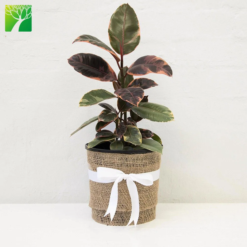 
 Прямая продажа, гибридное разнообразное растение Tineke Ficus elastica для украшения помещений  