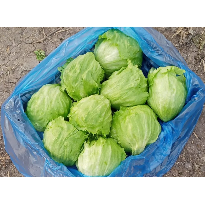 Оптовая продажа, свежие овощи, айсберг, салат, овощи