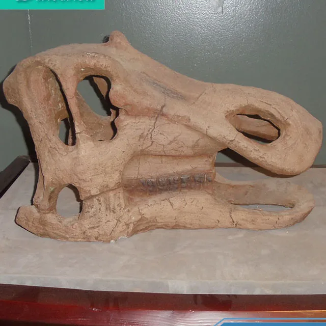 Original Jurassic Life Size Dinosaur Head Fossils