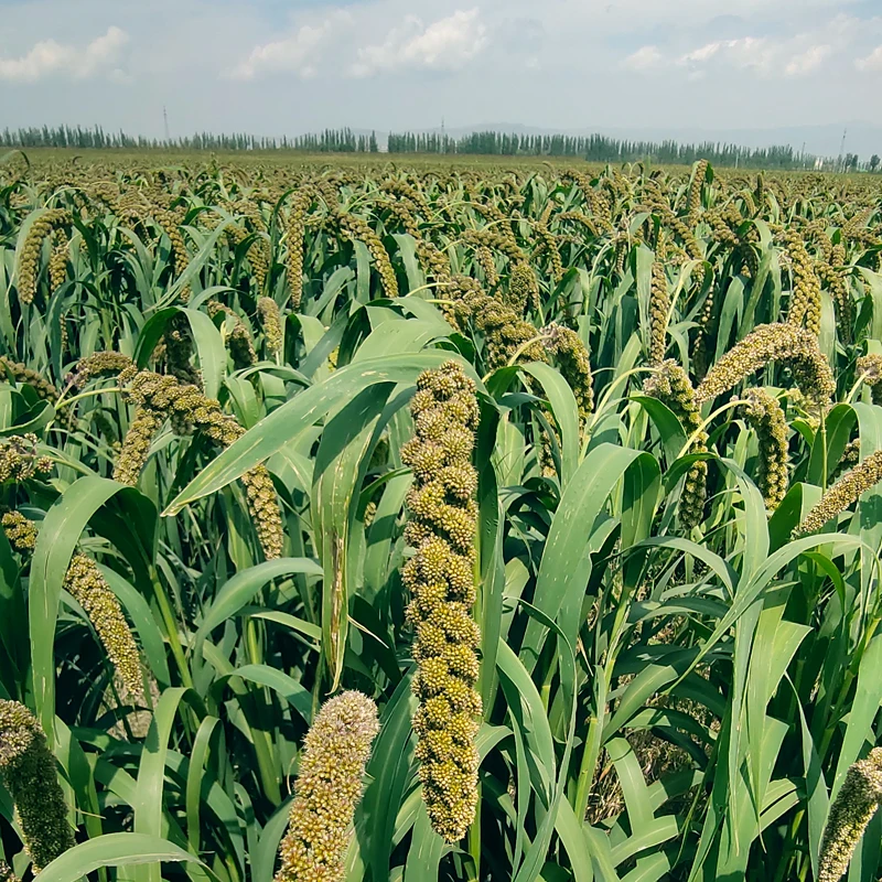 Спрей для хомяка желтый спрей пса