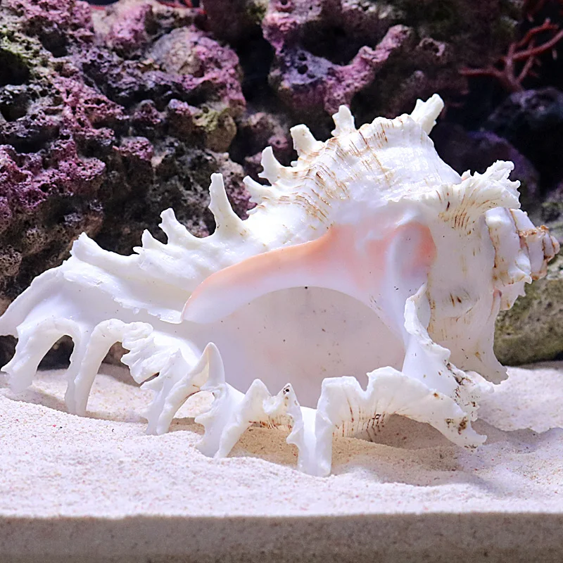 Philippine sand shell sand coral sand Aquarium fish tank Landscaping