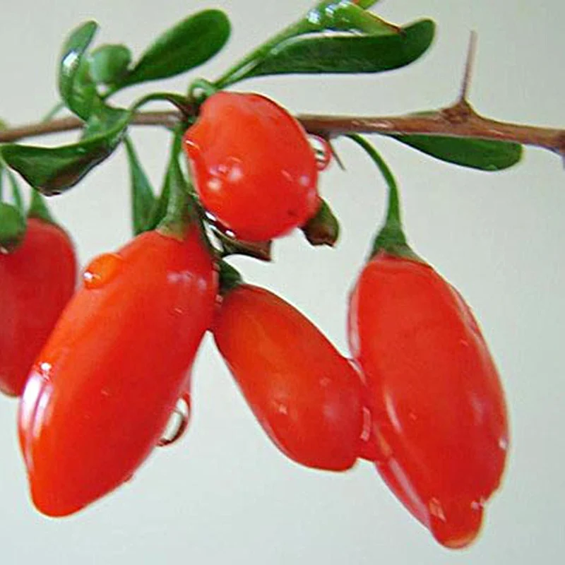 Халяльные сушеные фрукты, Натуральные Сушеные на воздухе ягоды годжи, оптовая продажа, профессиональные и OEM дешевые