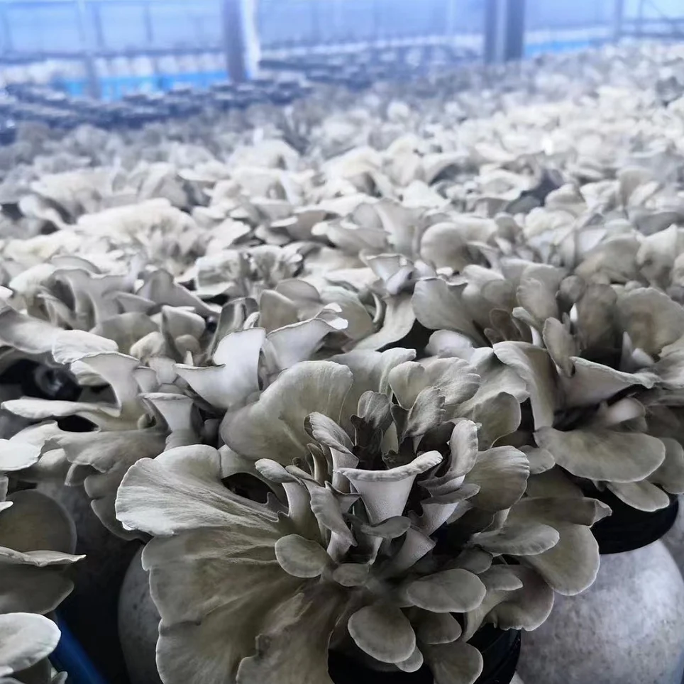 Источник здоровой пищи древние питательные грибы Hen of woods Maitake