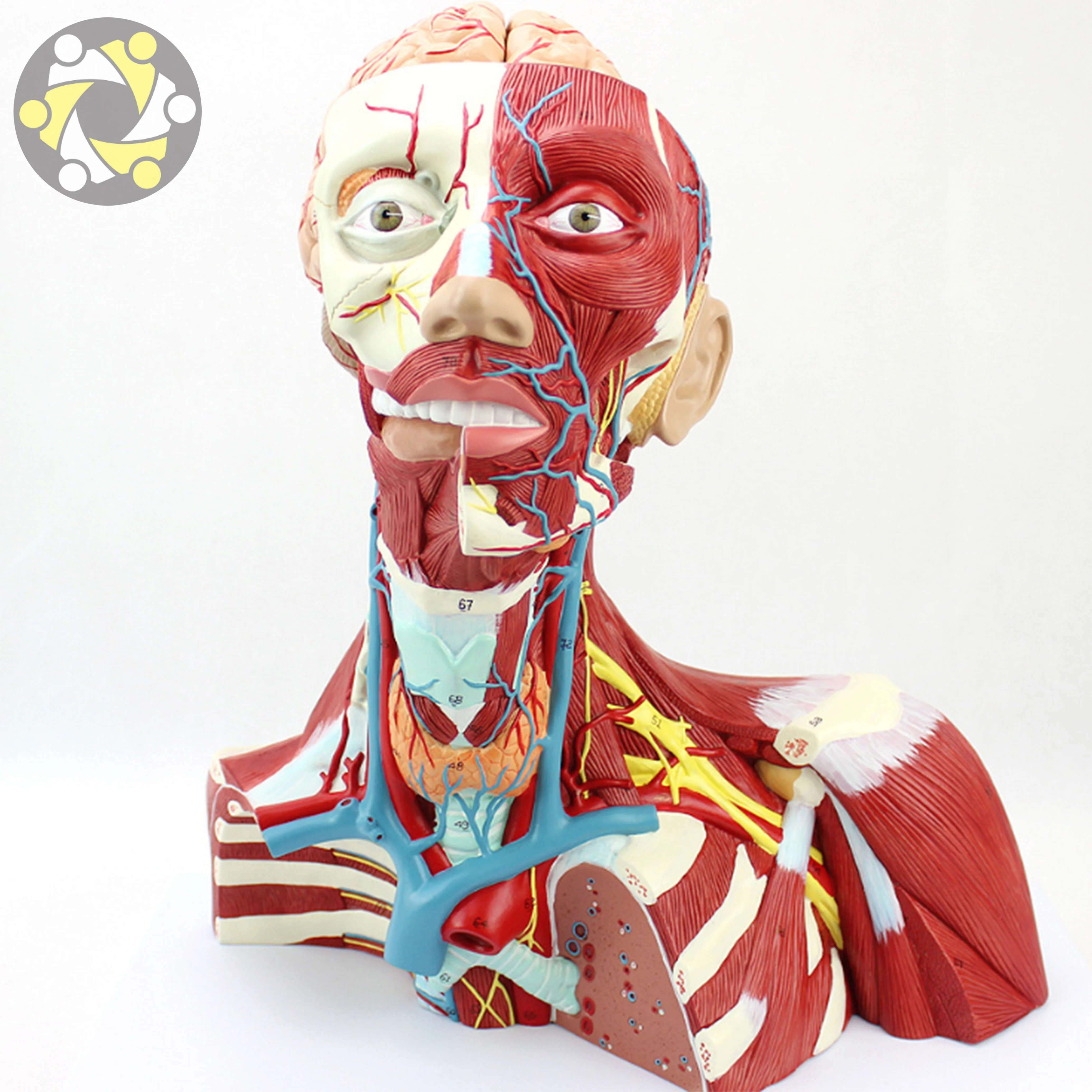 Educational Lab Medical Science Teaching Resources New Style Head and Neck Muscle Model 4 Layer Manikin Head in Export Carton
