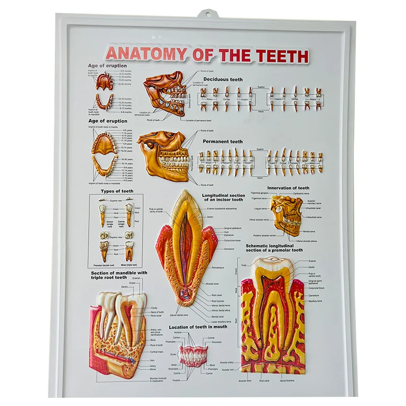 dental medical poster 2.jpg
