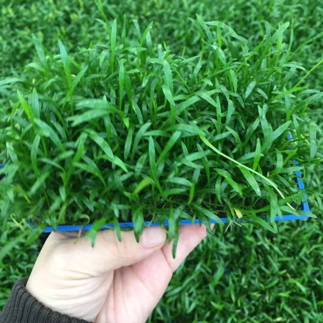 Aquarium Fish Tank High Green Lifelike Underwater real Plant Aquatic Water Grass