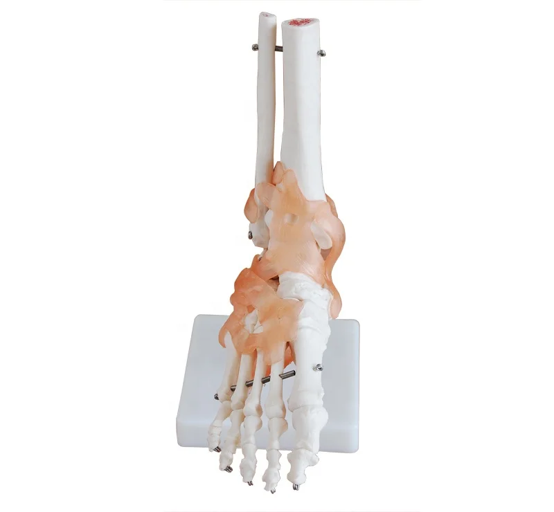 Human Life-Size foot Joint with ligaments PVC material ankle  foot orthpedics joints model