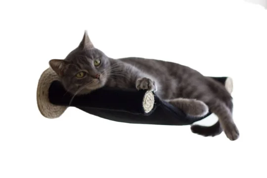 Cat Hammock Wall Bed Cat Factory Nice