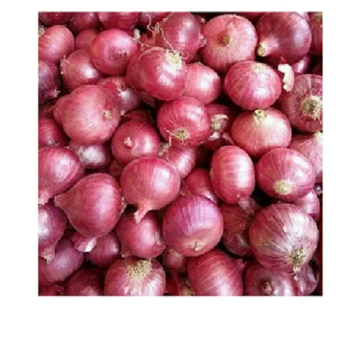 Indian Fresh Onion Top Quality  Wholesale Fresh red onion 10/20Kg Bags