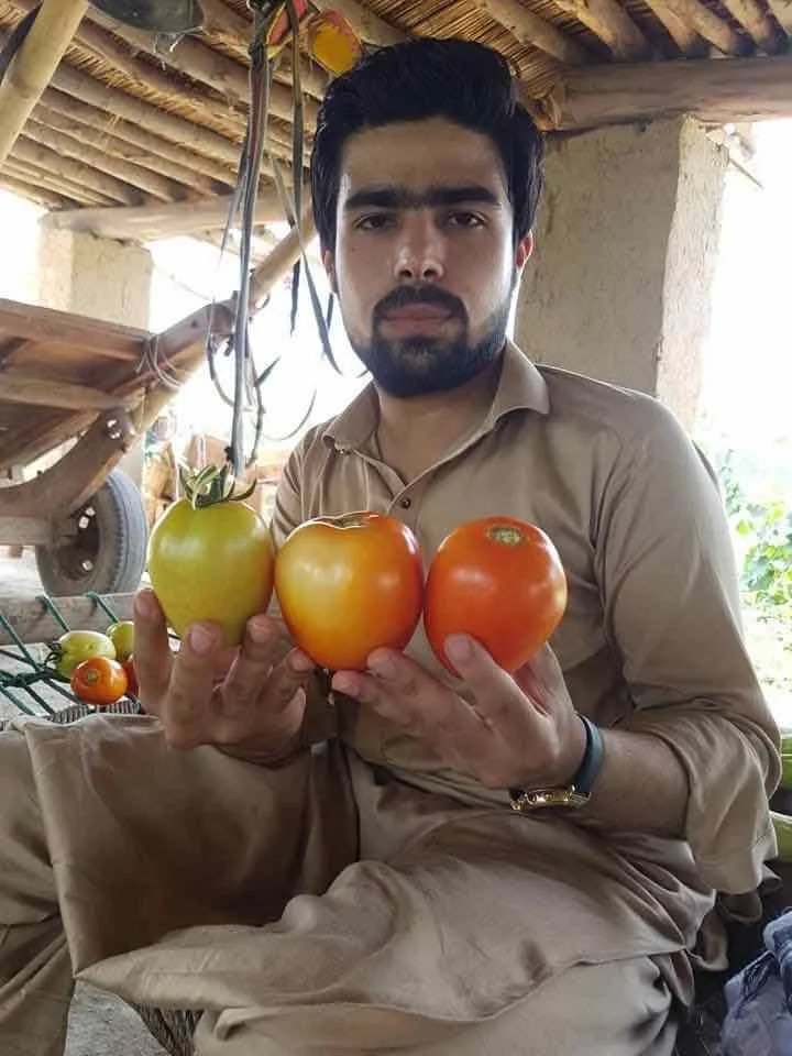 Determinate openfeild, теплостойкие гибридные F1 семена томатов овальной формы