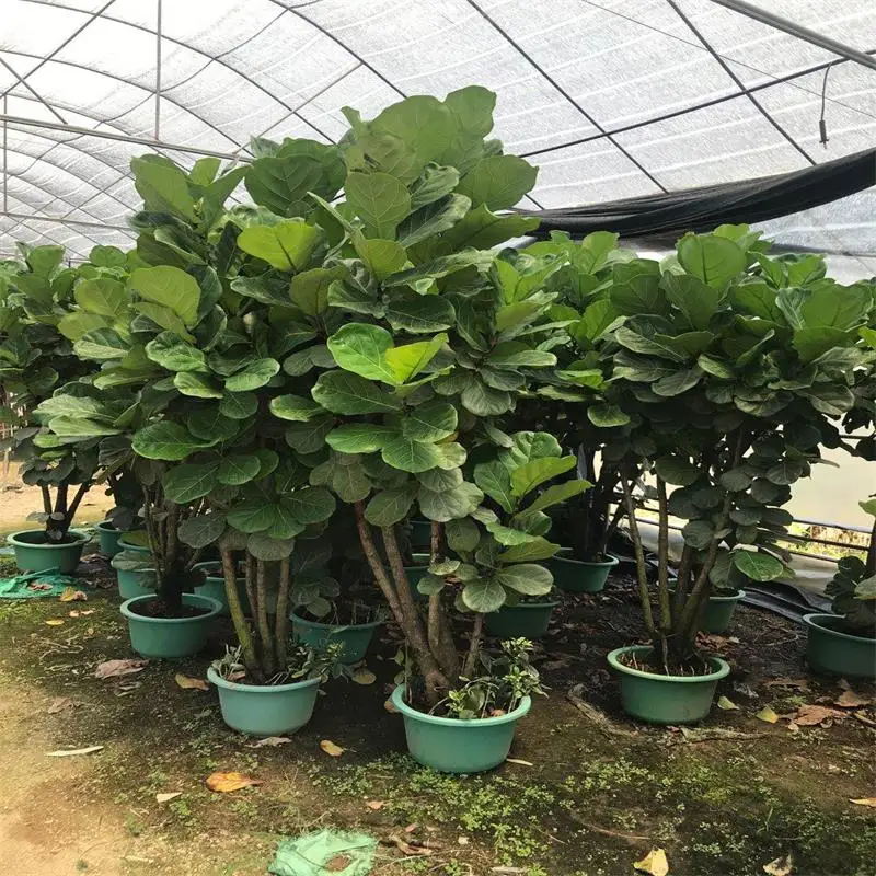 
Фикус лирата бонсай в двери растения живые растения 