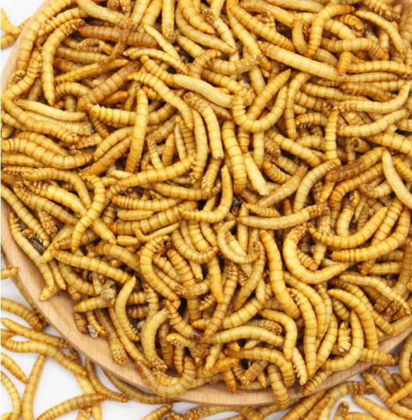 Koi King Growth Fish Food Wholesale Yellow Mealworm
