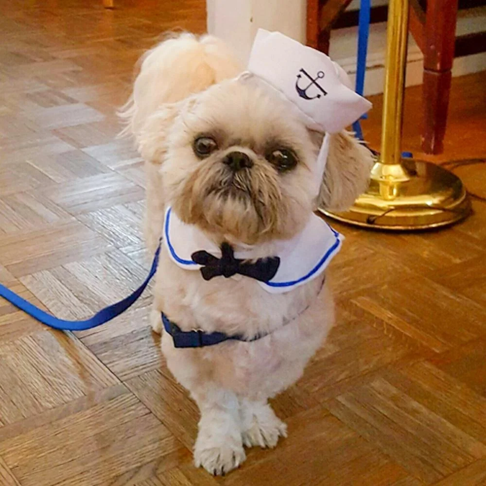 Костюмы для косплея кота одежда щенка и кошки матросские