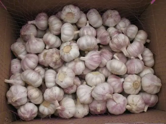 New Crop Chinese Fresh Natural Normal  White Garlic Wholesale