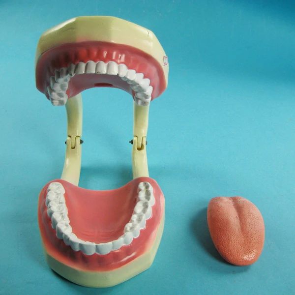 
Tooth Hygiene Demonstration Model 